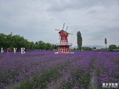 【花开半夏】+遨游花海