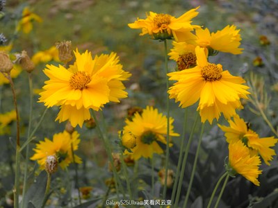 【花开半夏】GalaxyS25Ultra  夏花
