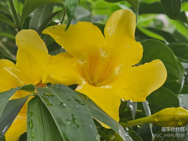 【夏日松弛感】雨滴晶莹