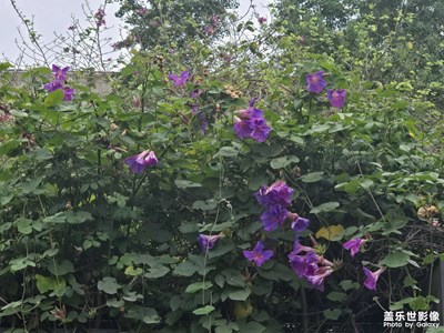 【花开半夏】+各种各样的花