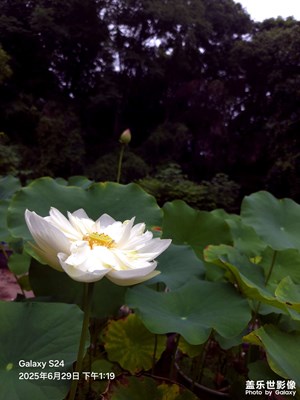 【花开半夏】 夏季当然是要赏荷啦