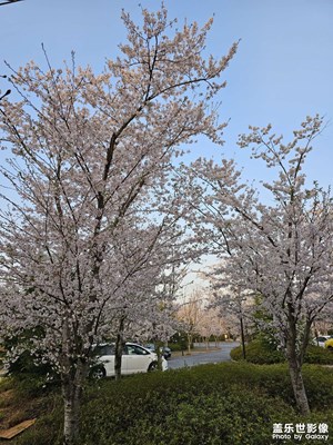 [花开半夏]有花有酒