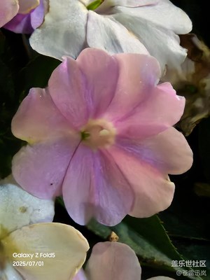 【花开半夏】公园鲜花