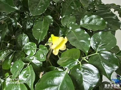 开花的发财树