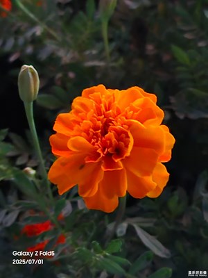 【花开半夏】夜色里的五彩