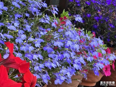 【花开半夏】+赏花