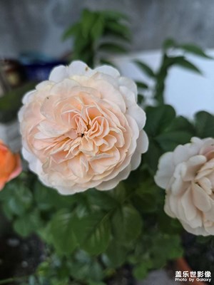 【花开半夏】在夏天遇见鲜花