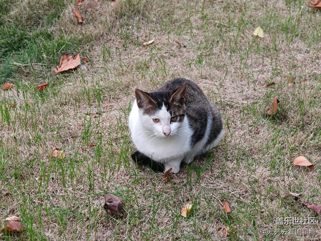 《寻找最美铲屎官视角》悠闲的猫