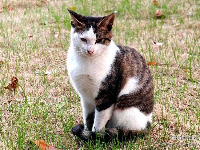 《寻找最美铲屎官视角》悠闲的猫