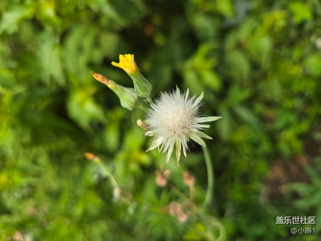 【瞬间及永恒】花