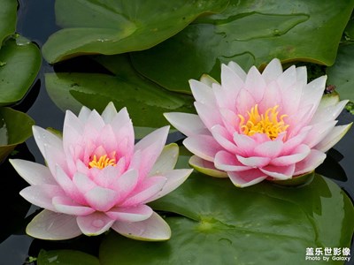 【夏莲】