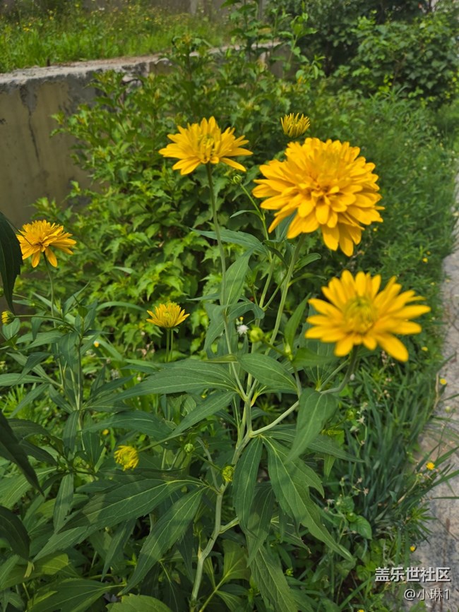 【瞬间及永恒】花