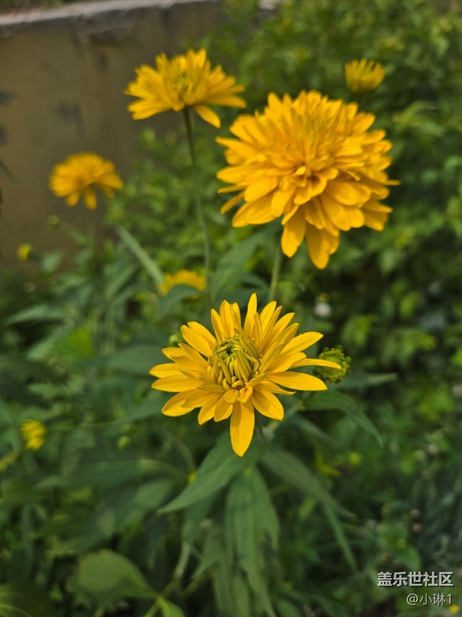 【瞬间及永恒】花