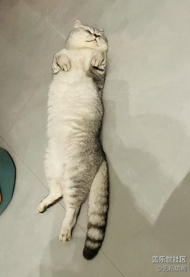 《寻找最美铲屎官视角》懒猫