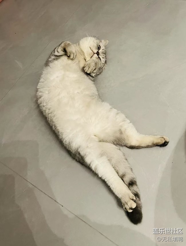 《寻找最美铲屎官视角》懒猫