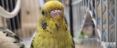 小鸟