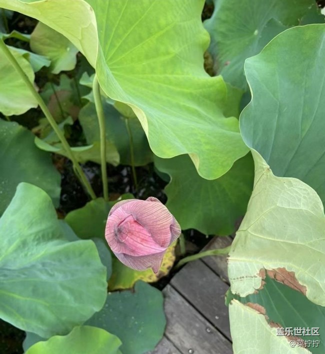 【雨过天晴】荷叶圆圆
