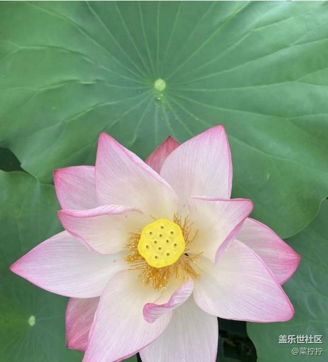 【雨过天晴】荷叶圆圆