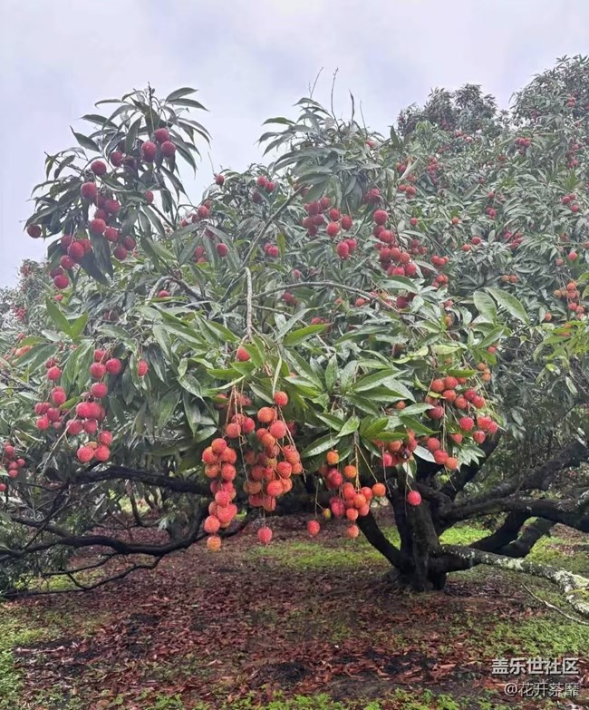 瞬间及永恒+采摘荔枝