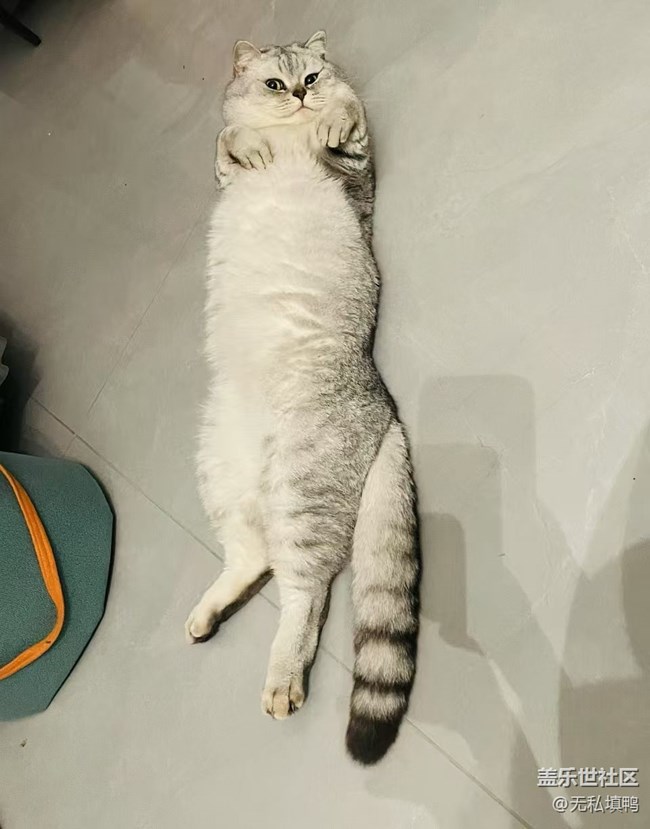 《寻找最美铲屎官视角》懒猫