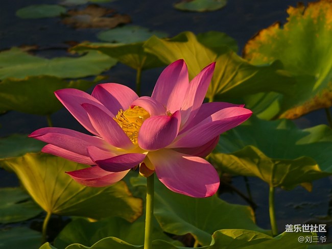 【瞬间及永恒】夏荷与小生灵的絮语