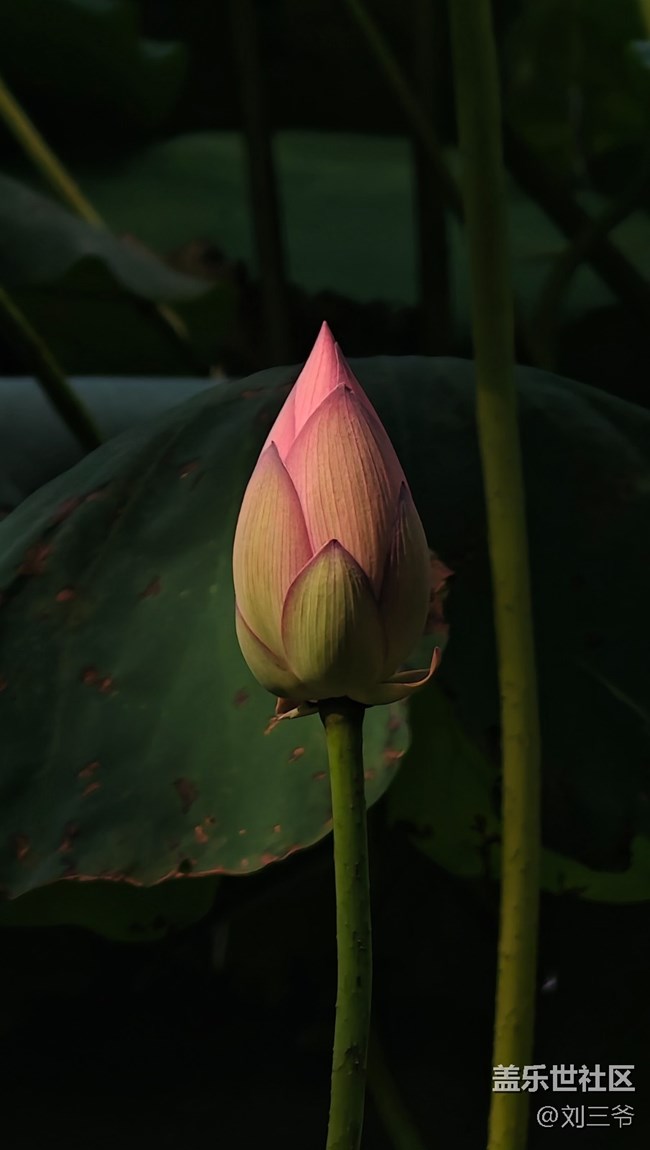 【瞬间及永恒】夏荷与小生灵的絮语