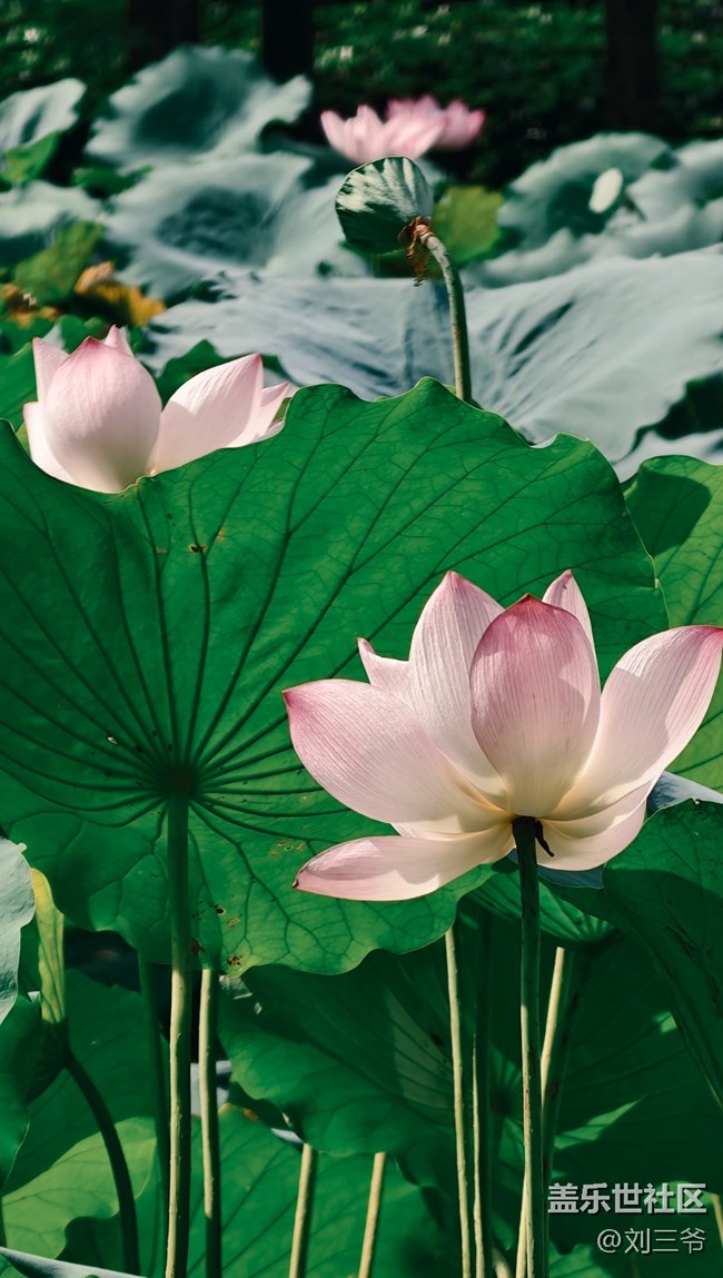 【瞬间及永恒】夏荷与小生灵的絮语