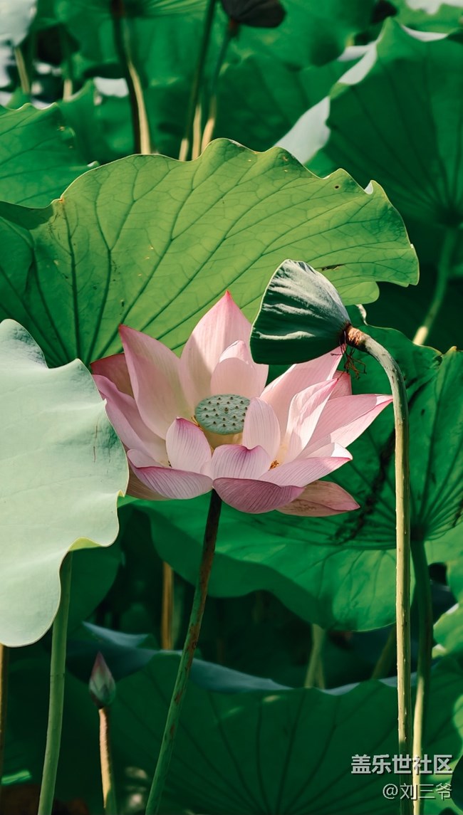 【瞬间及永恒】夏荷与小生灵的絮语