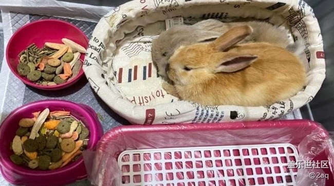 《寻找最美铲屎官视角》小兔子