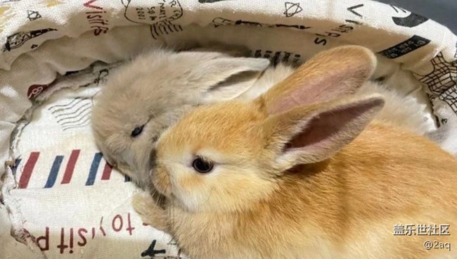《寻找最美铲屎官视角》小兔子