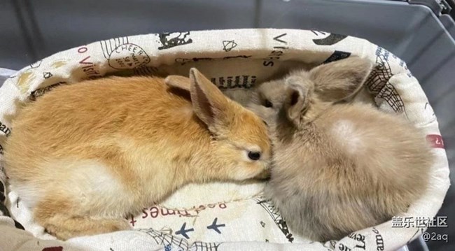 《寻找最美铲屎官视角》小兔子