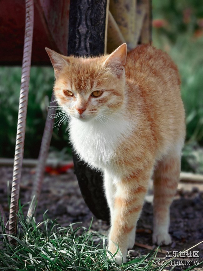 【寻找最美铲屎官视角】猫咪