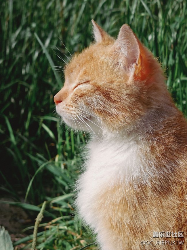 【寻找最美铲屎官视角】猫咪