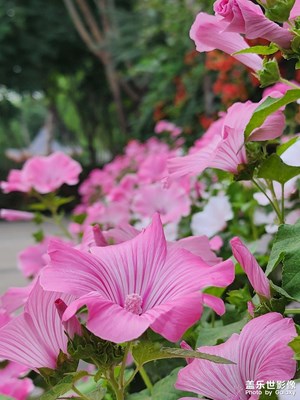 【七彩夏日】绽放的季节