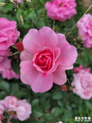 【拍有心动】+ 月季花开