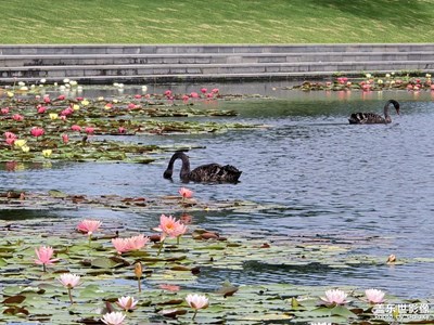 【七彩夏日】爱莲时光
