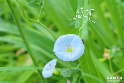 七彩夏日➕绚丽多姿的小花