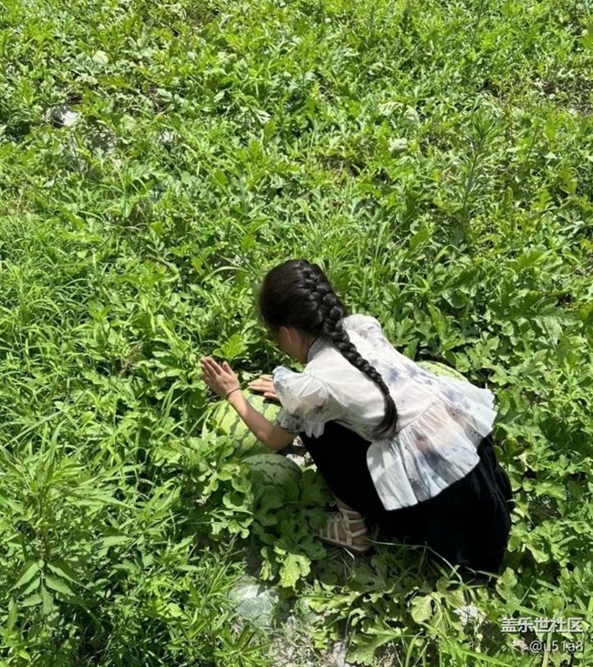 【雨过天晴】去摘瓜