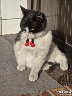 土猫猫