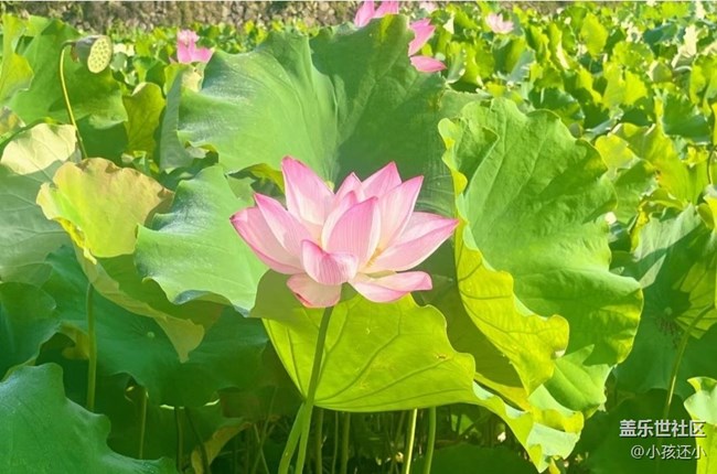【雨过天晴】看荷花