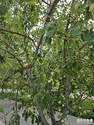 公路旁边的野果