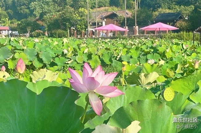【雨过天晴】看荷花