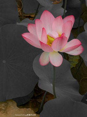 【远与近】GalaxyS25Ultra  雨荷