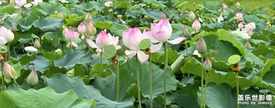 【远与近】+夏日雨荷