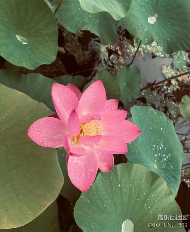 【雨过天晴】赏荷