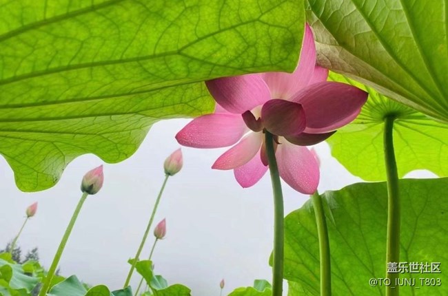 【雨过天晴】赏荷