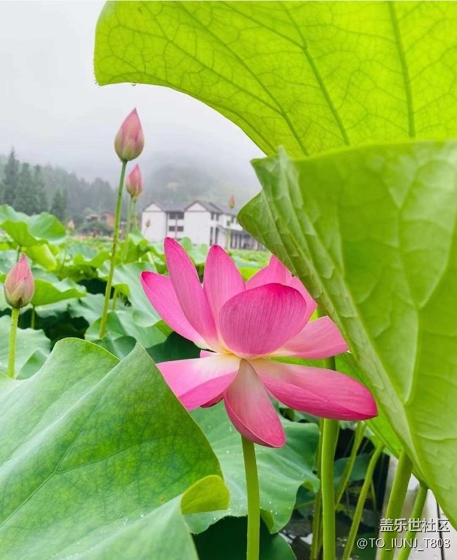 【雨过天晴】赏荷