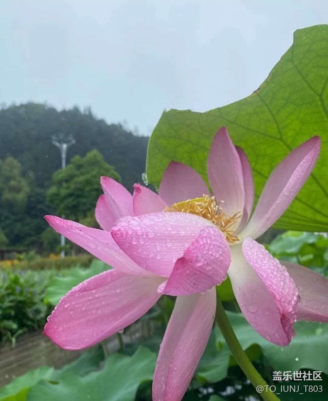 【雨过天晴】赏荷