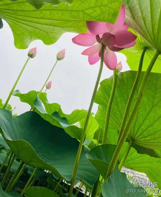 【雨过天晴】赏荷