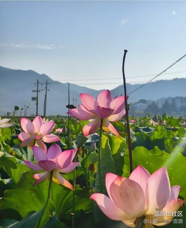 【光影之约】荷叶莲莲